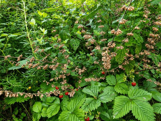 Impressionen aus dem Garten
