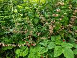 Impressionen aus dem Garten