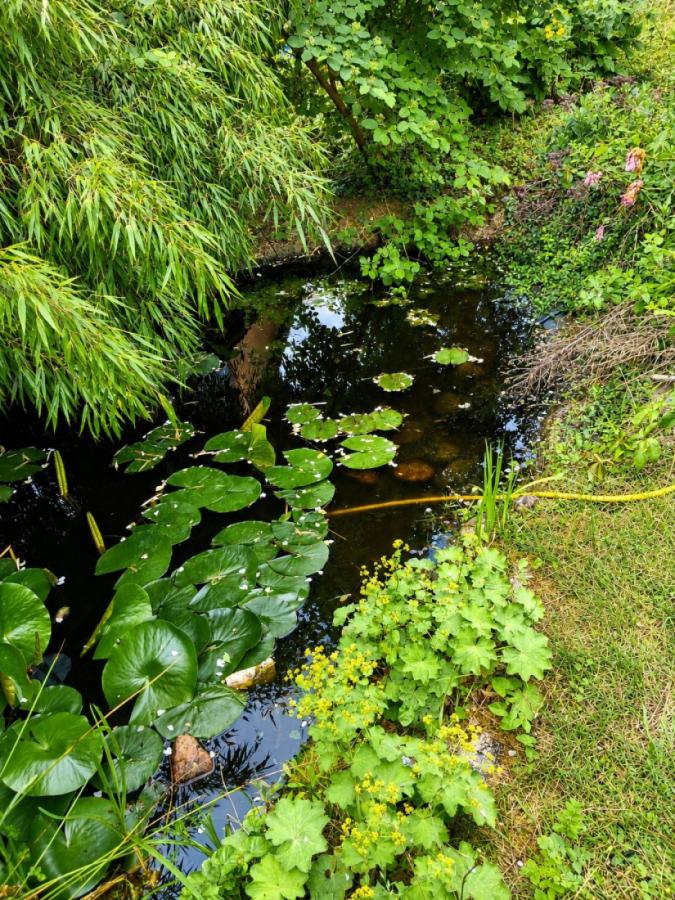 Teich mit Goldfischen