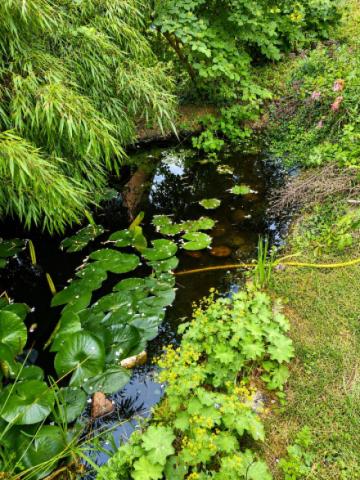 Teich mit Goldfischen