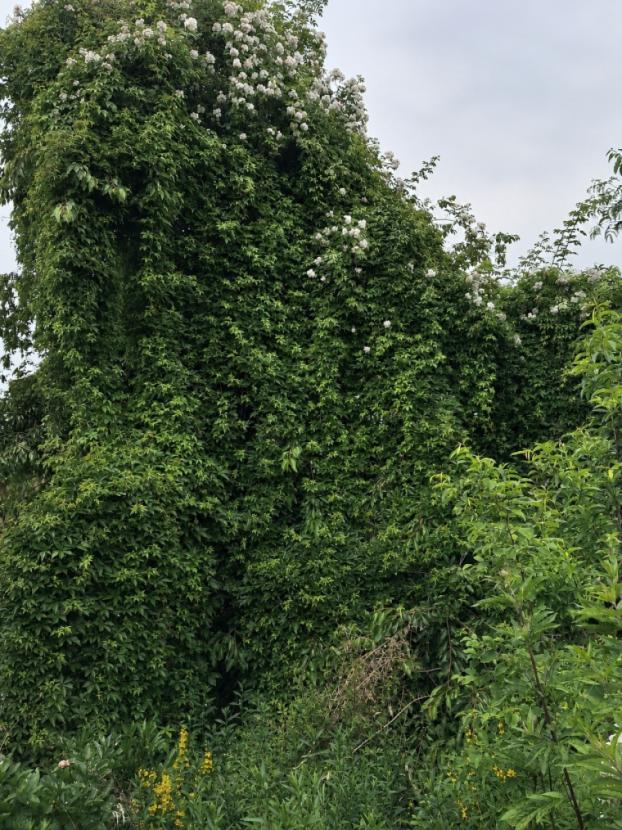 Wilder Wein als Schattenspender