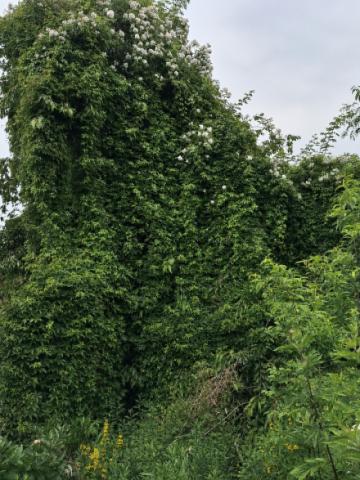 Wilder Wein als Schattenspender