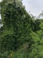 Wilder Wein als Schattenspender