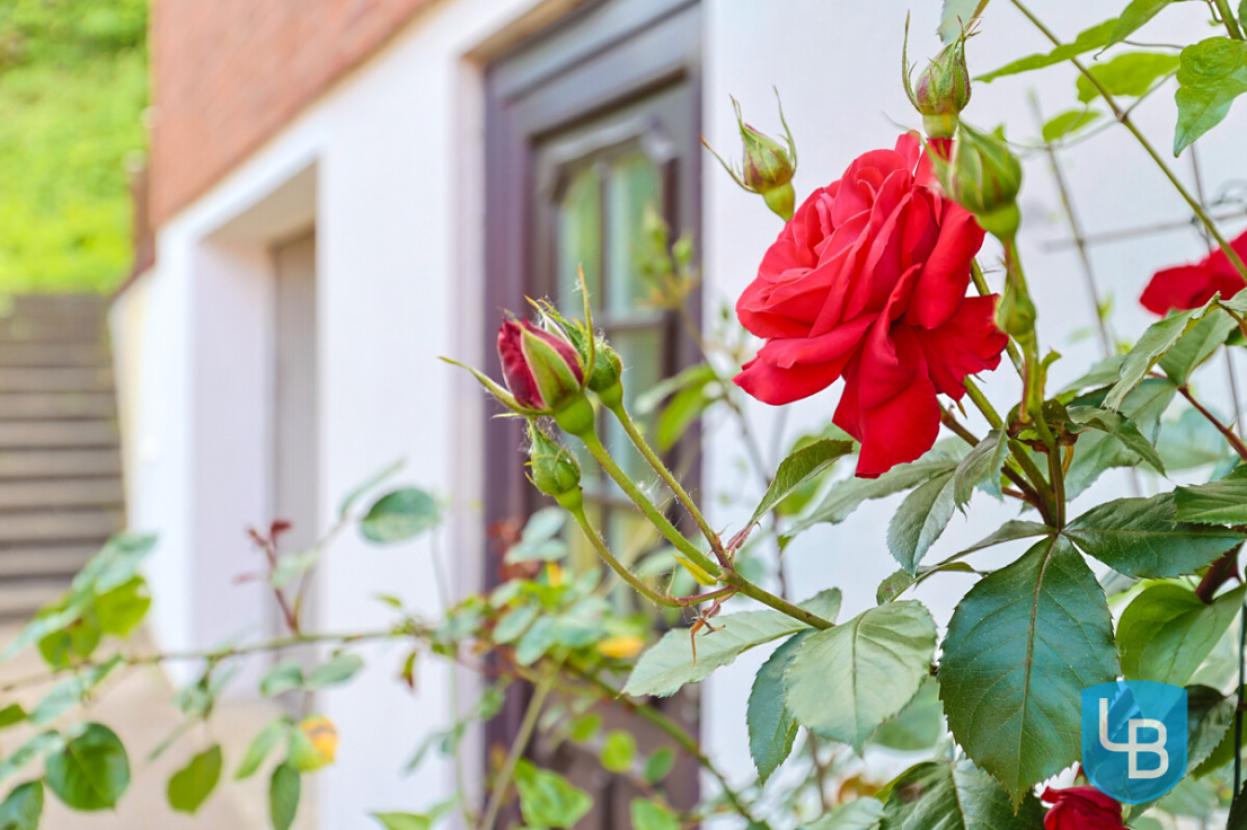 Blumenvielfalt