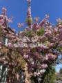 Kirschbaumblüte