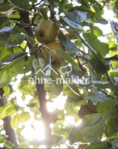 Apfelbaum