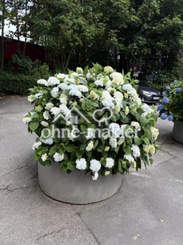 Blumen auf dem Hof