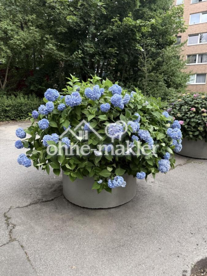 Blumen auf dem Hof