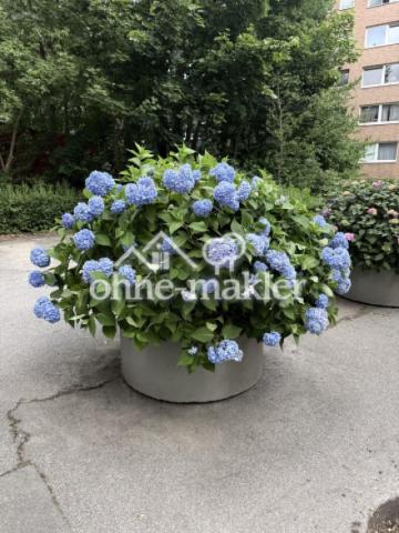 Blumen auf dem Hof