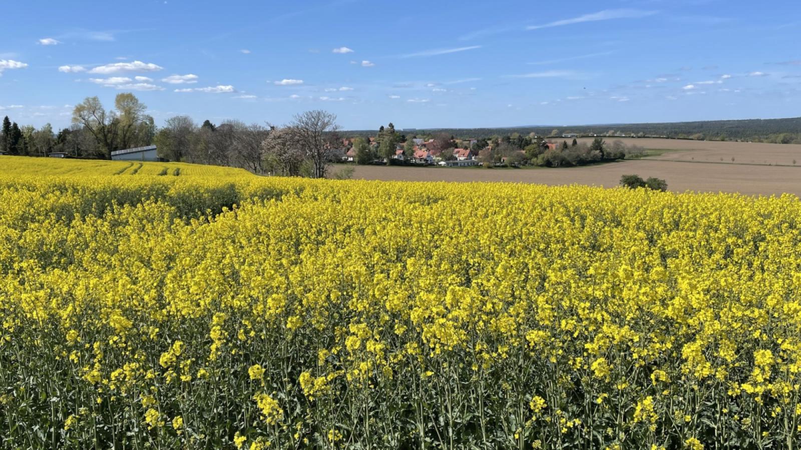 Blick auf die Straße hinter Feldern