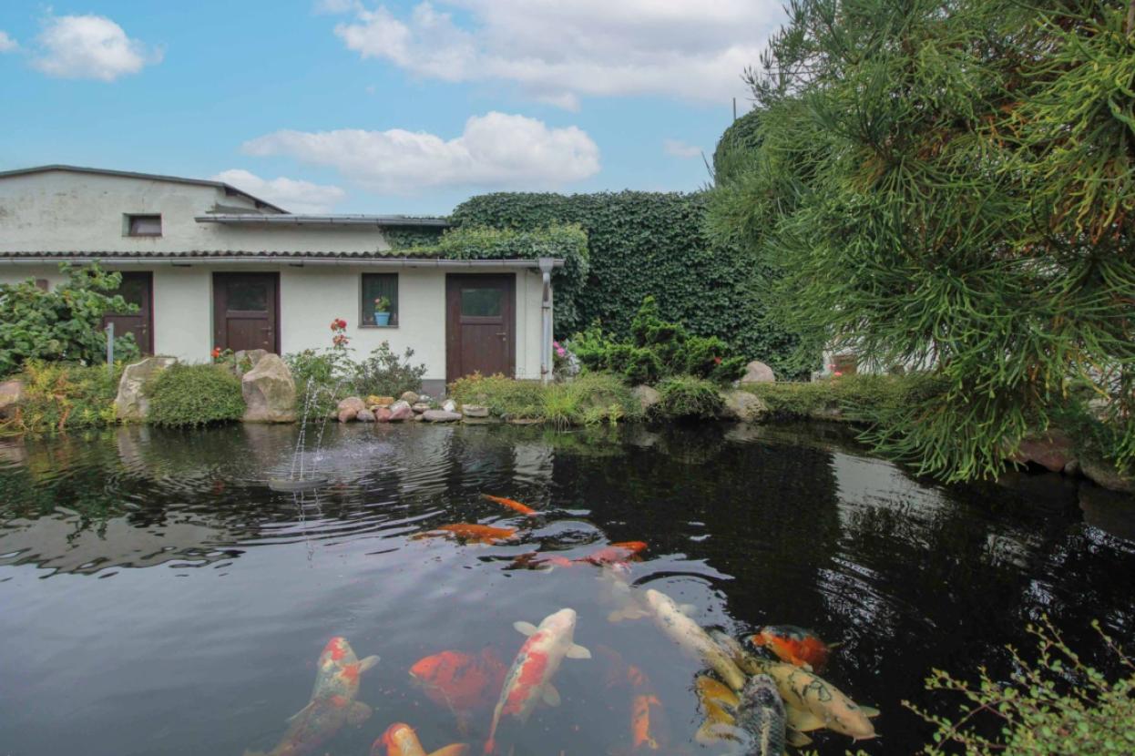 Koi Teich