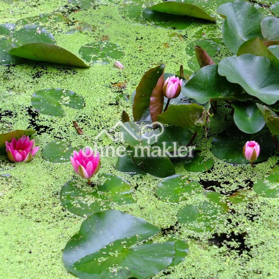 Seerosen auf dem Teich