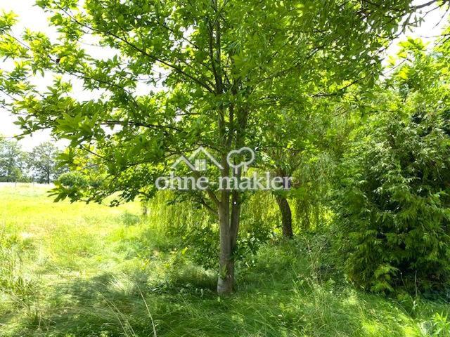 Mini Wald hinter dem Backhaus