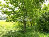 Mini Wald hinter dem Backhaus