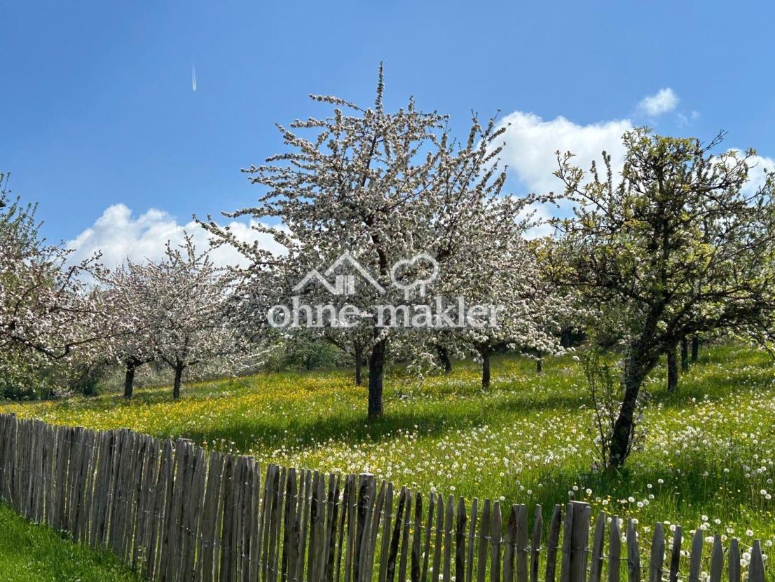 Ausblick Streuobstwiese