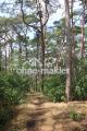 Wald