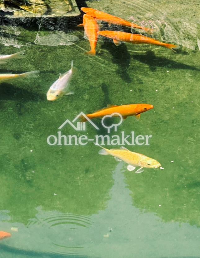 Koi