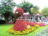 Der BLUMENPFAU