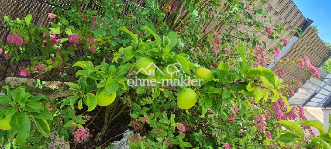 Cherrykose reif ab August