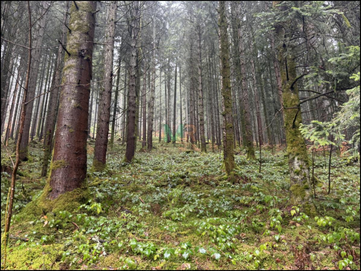 Schwarzwald