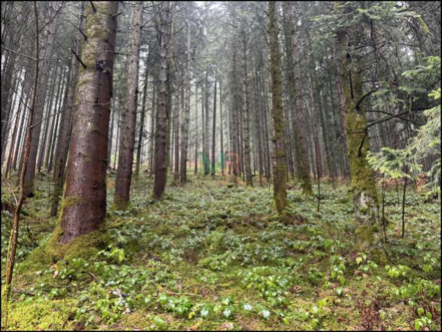 Schwarzwald
