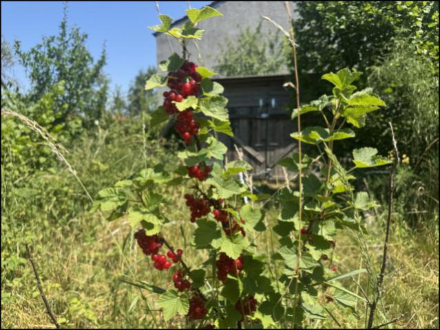 Johannisbeeren inklusive