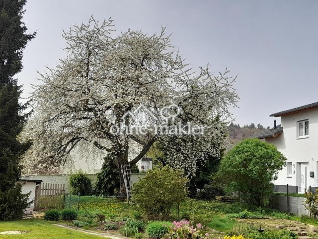 Kirschblüte