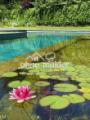 Seerosen im Naturpool