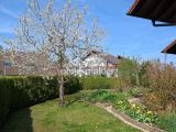 Kirschblüte