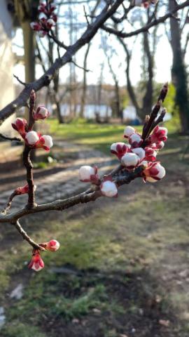 Obstbaumblüte März (rechts am Haus)