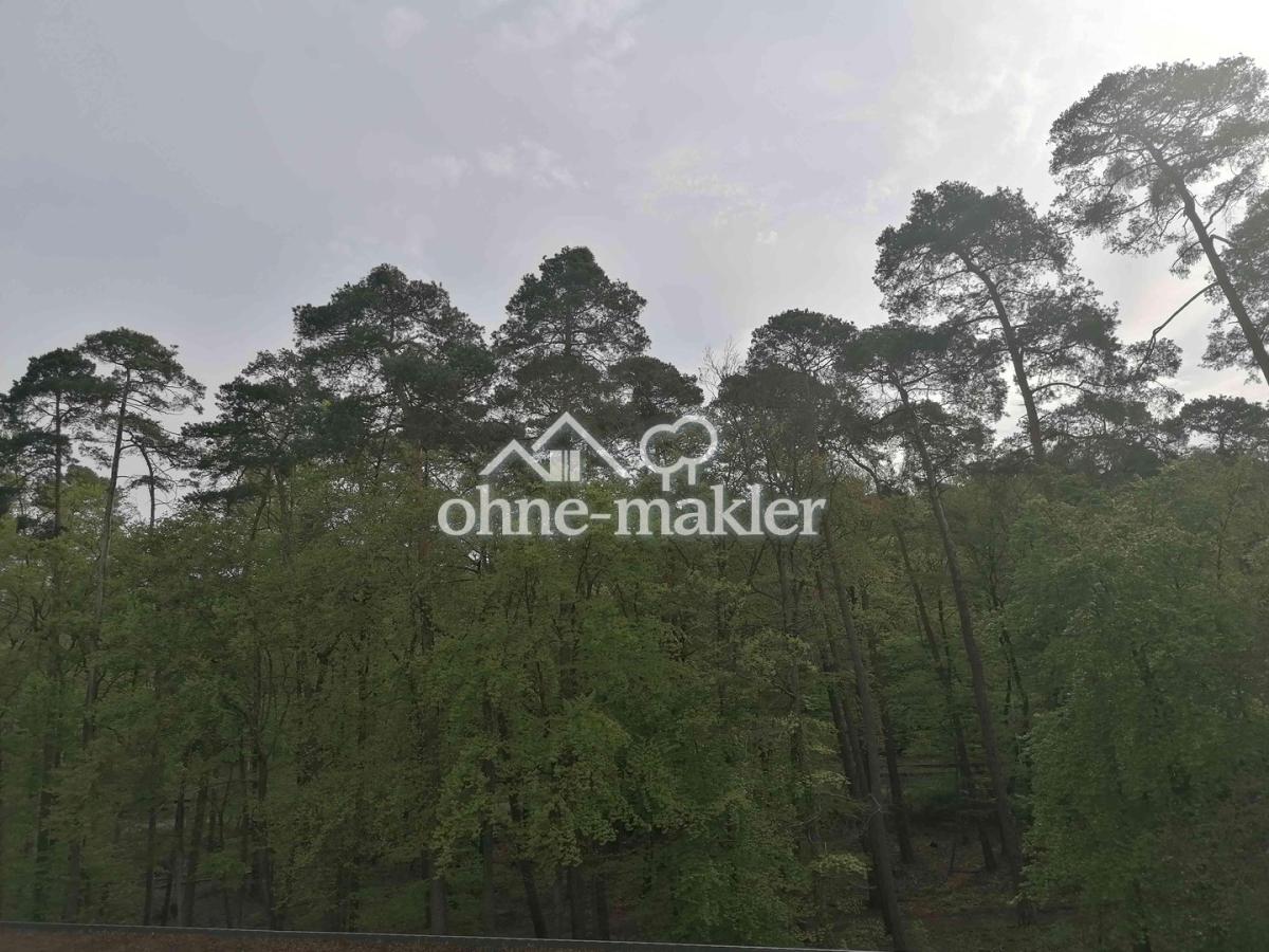 Blick in den Wald