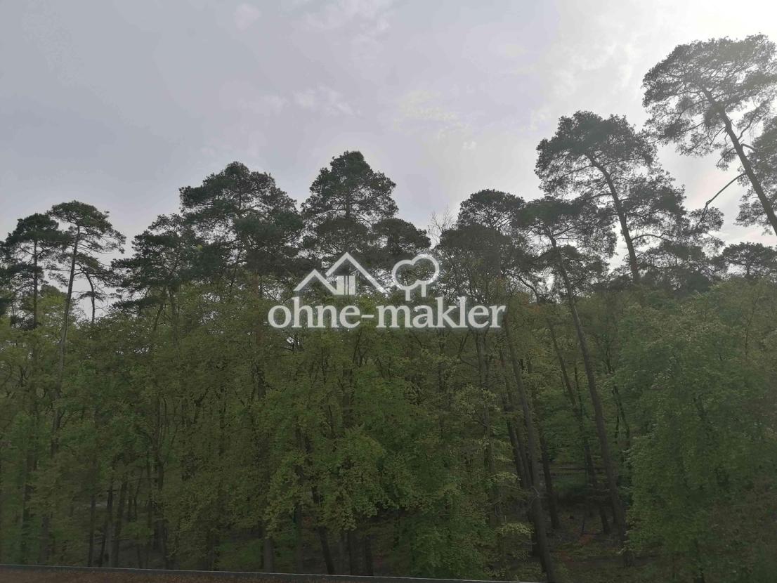 Blick in den Wald