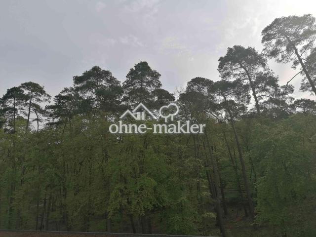 Blick in den Wald