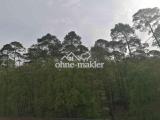 Blick in den Wald