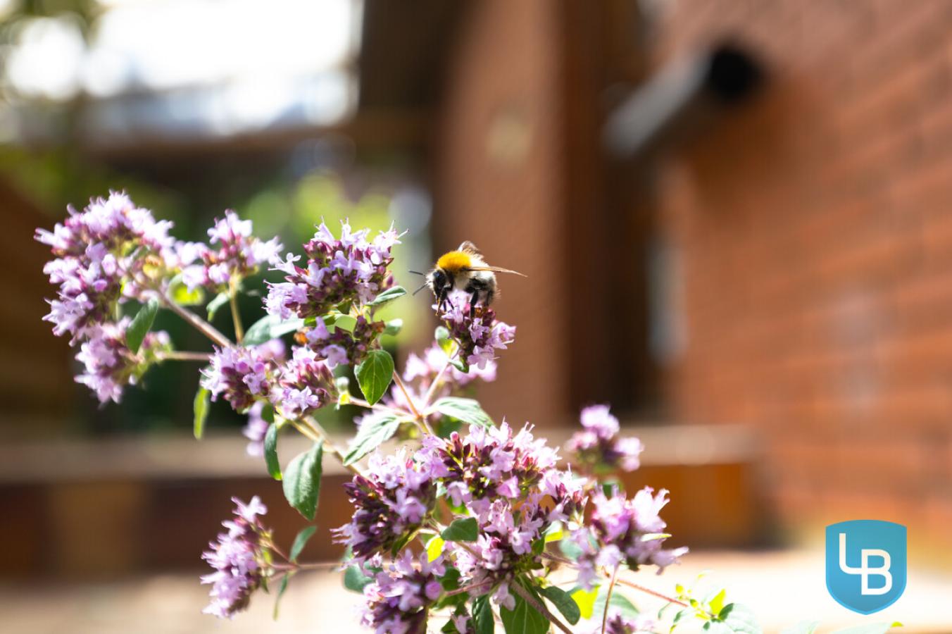 Bienenfreundlich