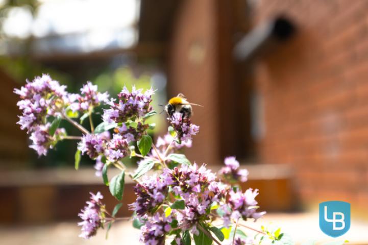 Bienenfreundlich
