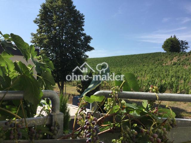 Blick vom Balkon auf Weinberg