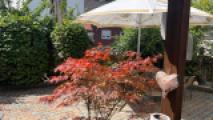 Biergarten