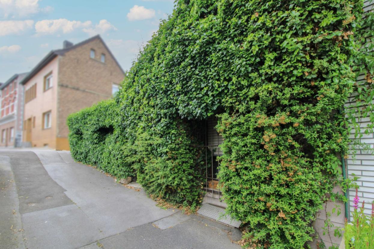 Stark bewachsene Hausfront