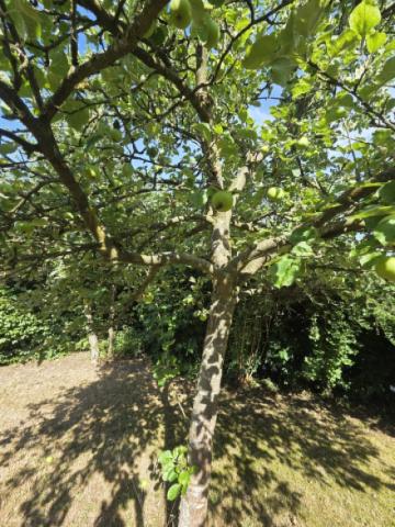 Apfelbaum