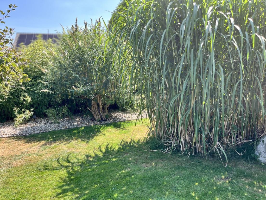 Garten (4)