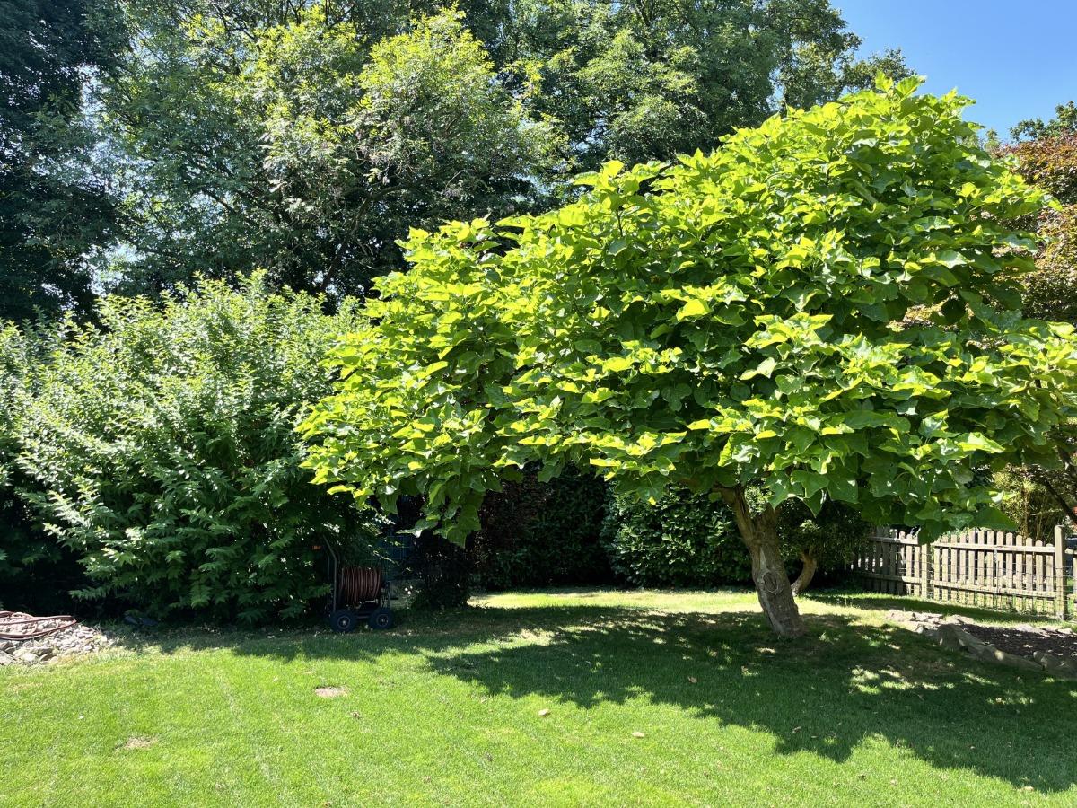 Garten (6)