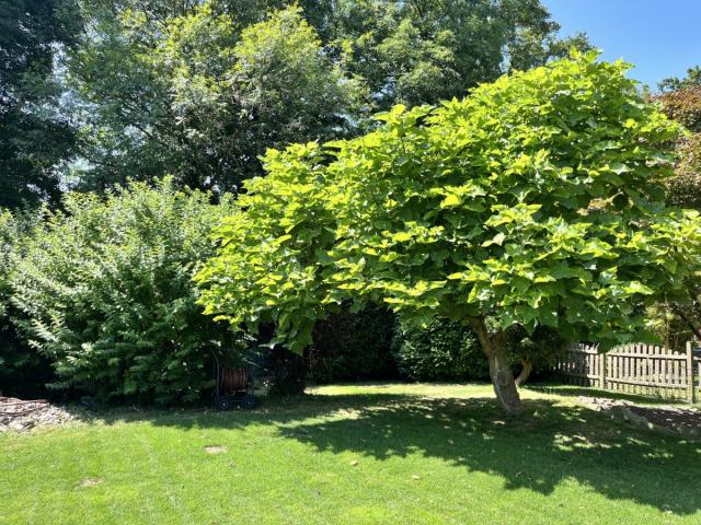 Garten (6)