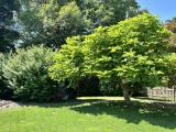 Garten (6)