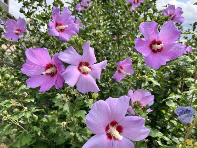 Garten (2)