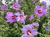 Garten (2)