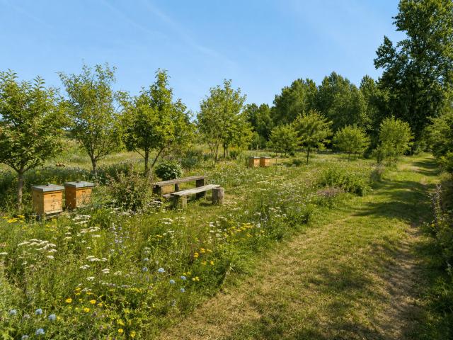 KI-Visualisierung: Imkerei mit bienenfreundlicher Blühwiese
