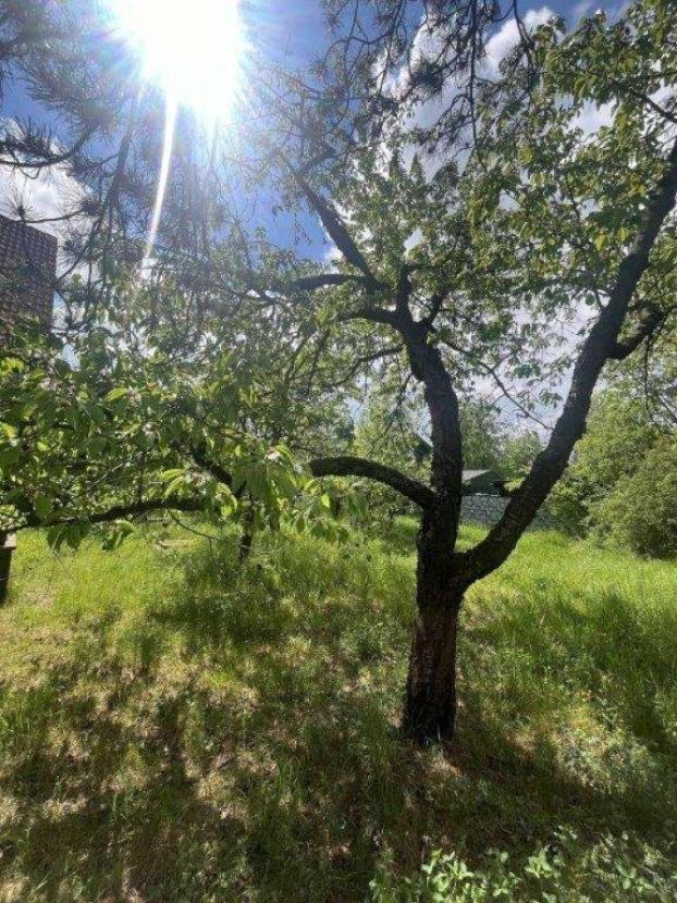 alte Obstbäume