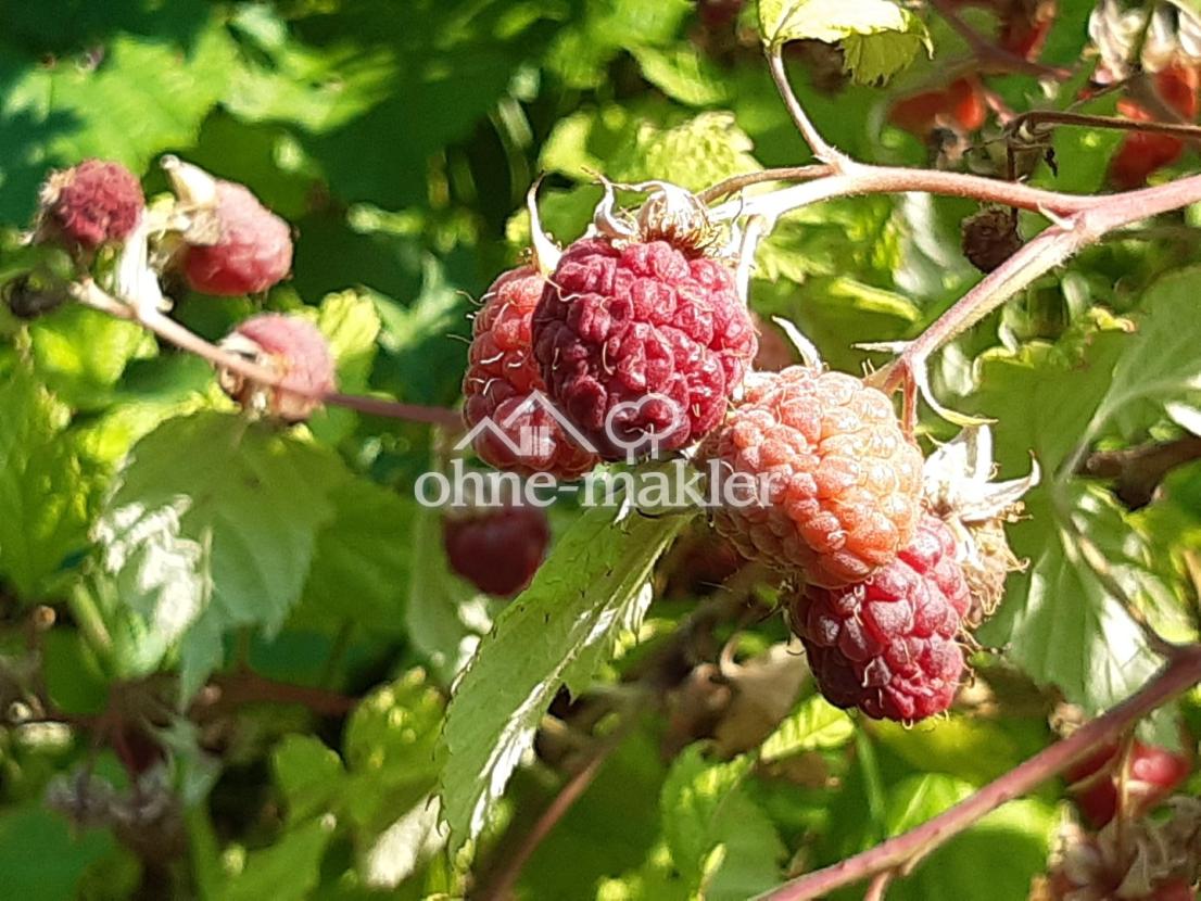 Himbeeren