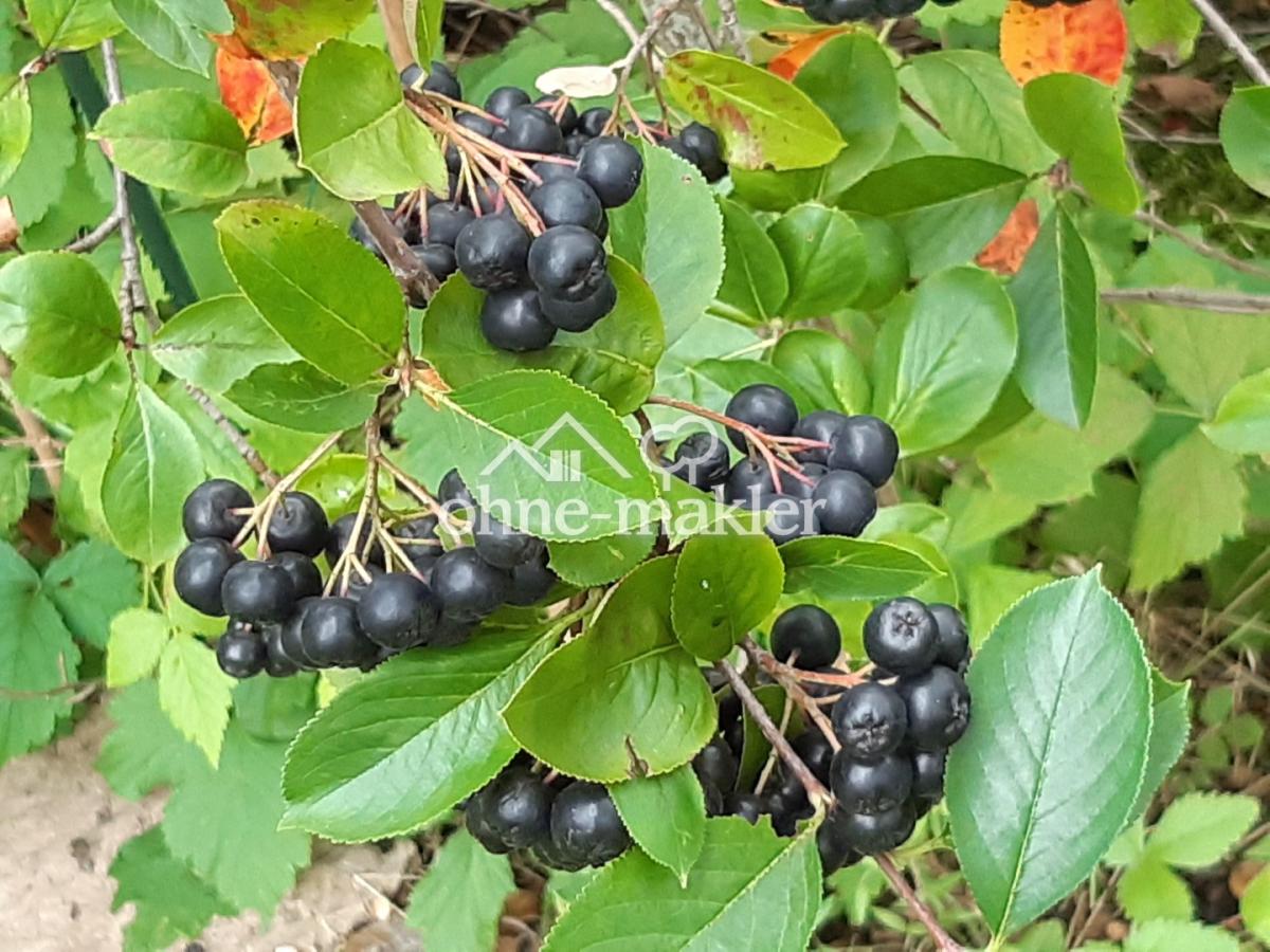 Aronia 